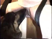 Dog eating the wet pussy of a naughty whore